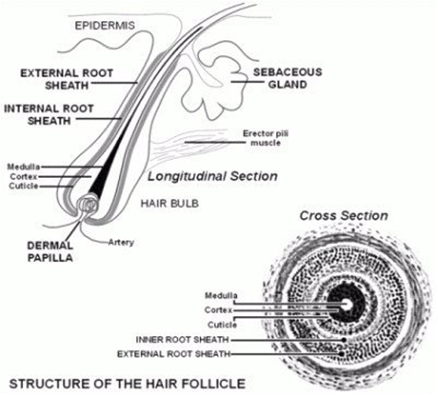 The Anatomy And Structure Of Hair American Shea Butter Institute